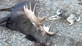 FAR EASTERN RUSSIA  MAGADAN  GIANT MOOSE HUNT WITH LATVIAN SAFARI CLUB [upl. by Eceela219]