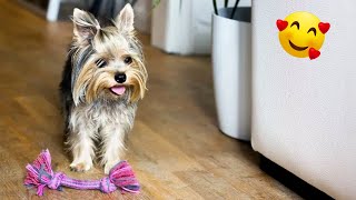 Adorable Yorkie Puppies Hilarious Compilation [upl. by Chaing156]