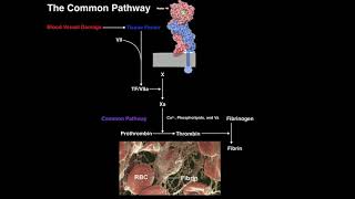 Direct Fibrinolysis The Plasmin Pathway [upl. by Direj]