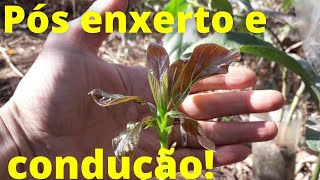 5 DICAS PÓS ENXERTO DE ABACATE Melhor época para fazer enxertos melhor lua para enxertos enxerto [upl. by Ruperta]