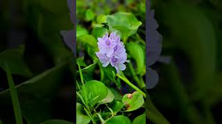 কচুরিপানা water hyacinths বৈজ্ঞানিক নামEichhornia বর্তমান নাম Pontederia। [upl. by Dihgirb]