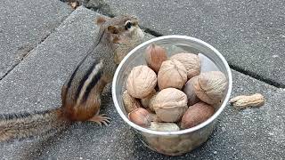 Harvest Time Squirrels Birds Chippies Galore [upl. by Nagle719]