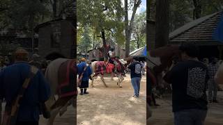 Adventures at Ren Faire history fantasy goodvibes [upl. by Carney]