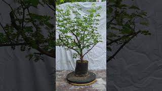 BRAZILIAN RAINTREE BONSAI MATERIAL available for sale contact details 7205257073 BRT07314 [upl. by Reiniar652]