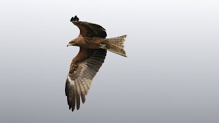 新埤鄉的黑鳶Black Kite Black Kite （2024 03 21） [upl. by Onstad120]