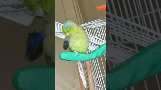 Parrotlet preening its feathers🦜parrotlet birds [upl. by Sowell]