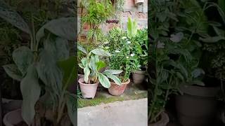 youtubeshorts mingaraliaplant mingaralia shortvideo [upl. by Erbes998]