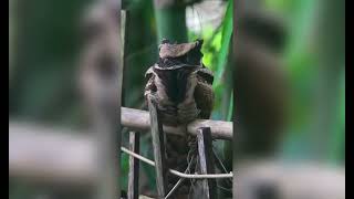 quotThe Mysterious Nightjar Secrets of the Nights Stealthiest Hunter Revealedquot Nightjar [upl. by Mona618]