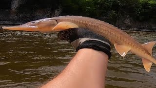 How To Catch Shovelnose STURGEON amp Where PalisadesKepler State Park Fishing [upl. by Hesoj]