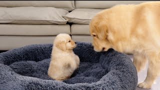 Golden Retriever Puppy Steals Dads Bed Funny Dog Reaction [upl. by Ahsenit]