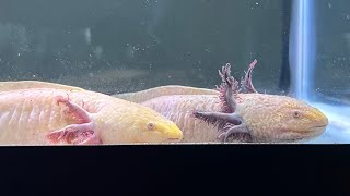 More Axolotl planet pics [upl. by Aneloj]