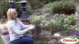 How to Separate amp Replant Astilbes in Deep Shade [upl. by Ainniz]