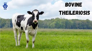 Bovine Theileriosis [upl. by Ecire689]