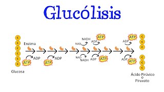 💥 Glucólisis 💥 Para principiantes  Generalidades Fácil y Rápido  BIOLOGÍA  QUÍMICA [upl. by Knowling]