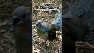 Superb Lyrebird Mimicking Sounds shorts [upl. by Giess]