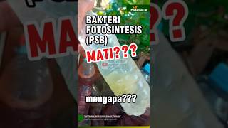 Bakteti Fotosintesis PSB Mati Cara Merawatnya [upl. by Bruce]