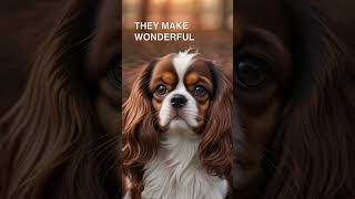 The Cavalier King Charles Spaniel is a great dog [upl. by Rovit]