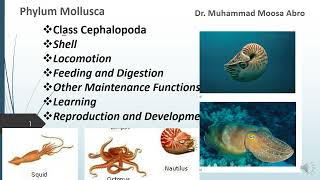 Phylum Mollusca Class Cephalopoda Locomotion Digestion Reproduction Development and learning [upl. by Ainoval]