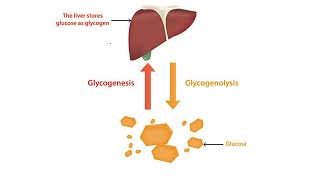 GLYCOGENESISMalayalam [upl. by Adnuahs]