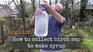 How to Collect Birch Sap to Make Syrup [upl. by Noirret]