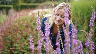 Lythrum Salicaria  Best Late Summer Plants for Your Garden [upl. by Darrej]