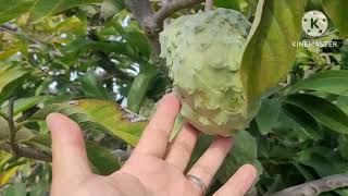 Cherimoya  Atemoya Grafted Fruit tree 2024 update [upl. by Ailicec]