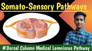 Dorsal Column Medial lemniscus pathway Anterolateral Pathway  CNS Physiology hindi Ashish [upl. by Island]