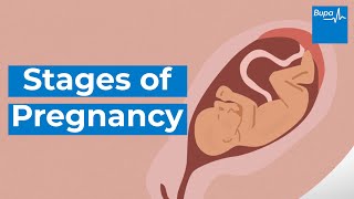 How your baby develops  Stages of pregnancy  Bupa Health [upl. by Suiravad]