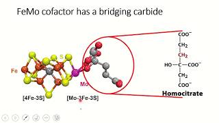 Nitrogen Topic 3  Nitrogenase structure and cofactors [upl. by Akcira762]