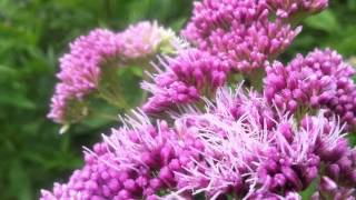 Hempagrimony Eupatorium Cannabinum  20120714 [upl. by Lange161]