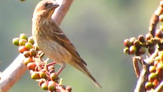 Common Rosefinch Female Bird  4 [upl. by Aynuat]