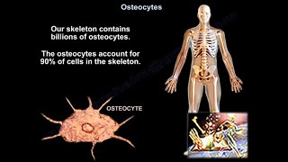 Osteocytes  Everything You Need To Know  Dr Nabil Ebraheim [upl. by Ahker]