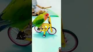 Watch samat lovebirdsquotSinging nightingale  The best bird song  shorts birdsquot on YouTube [upl. by Edivad]