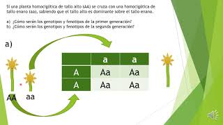Ejemplo de cuadros de Punnett [upl. by Idok]