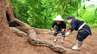 Dwarf family harvesting cassava unexpectedly encountered a giant python molting  Harvesting joy [upl. by Robina933]