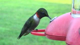 Ruby throat hummingbird amp praying mantis [upl. by Rainer647]