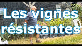 Les VIGNES RÉSISTANTES et lhistoire de la vigne [upl. by Rehtul]