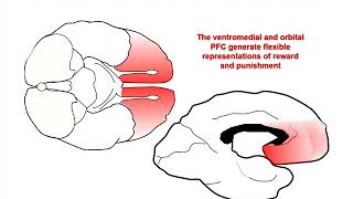 The Neurobiology of Prefrontal Cortex and its Role in Mental Disorders [upl. by Furgeson]