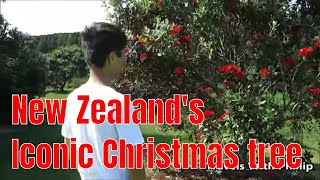 Pohutukawa tree New Zealand’s iconic Christmas tree [upl. by Barbarese166]