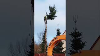 treeremoval climbing safetreeremoval dji arborist stihl protos treeservices [upl. by Arva]