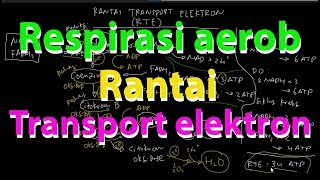 Rantai Transport Elektron Respirasi Aerob [upl. by Clarie202]