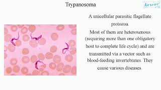 Trypanosoma [upl. by Aneer]