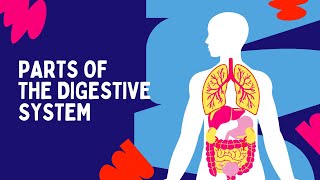 Digestive System  The Dr Binocs Show  Learn Videos For Kids [upl. by Lowenstern]