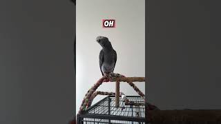 The Incredible SelfControl of an African Grey Parrot [upl. by Gilges]