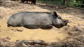 Fats the Pig showing proper mud pit rolling technique [upl. by Puff]