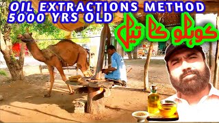 kohlu ka tail  traditional mustard oil making process through camel  100 pure mustard oil making [upl. by Treulich564]