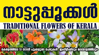 51 Flowers names in Malayalam amp English കേരളത്തിലെ 51 നാടൻ പൂക്കളുടെ പേരുകൾ [upl. by Aenotna]