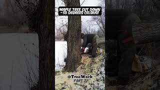 Maple tree cut down while it is minus 50 degrees celsius part 2 shortsfeed [upl. by Alomeda]