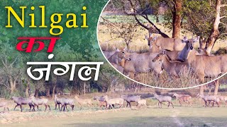 A huge group of Nilgai was seen in this field today  नीलगाय का बहुत बड़ा ग्रुप  नीलगाय का जंगल [upl. by Neirbo469]