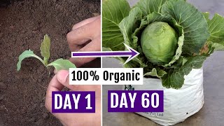 How to Grow Cabbage at Home Easily  Complete Growing Guide [upl. by Boyse]